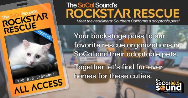 KCSN RockstarRescue PotW 012826 CreateOutlines FACEBOOK 1200x630