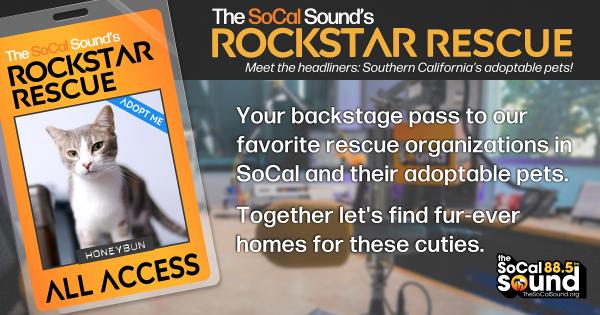 KCSN RockstarRescue PotW 040826 CreateOutlines FACEBOOK 1200x630